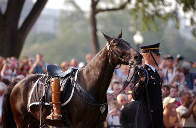 Honoring the Heroic Contributions of Women and Horses This Memorial Day